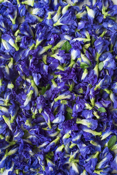 Butterfly Pea